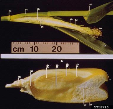 corn, Zea mays  (Cyperales: Poaceae) - 5358716
