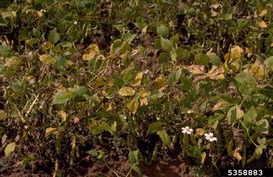 bean angular leaf spot (Phaeoisariopsis griseola ) on common bean (Phaseolus vulgaris ) - 5358883