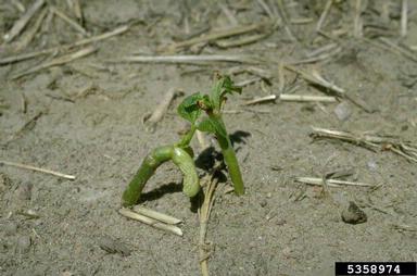 soil crusting (  ) on common bean (Phaseolus vulgaris ) - 5358974