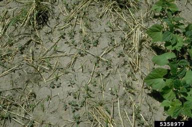 common bean, Phaseolus vulgaris  (Fabales: Fabaceae (Leguminosae)) - 5358977