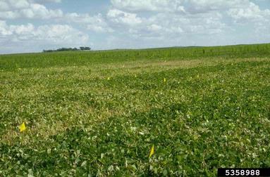 copper toxicity (  ) on common bean (Phaseolus vulgaris ) - 5358988
