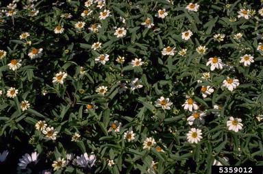 common zinnia, Zinnia violacea  (Asterales: Asteraceae) - 5359012