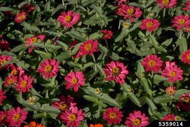 common zinnia, Zinnia violacea  (Asterales: Asteraceae) - 5359014