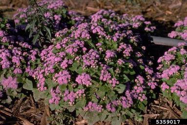 whiteweed, Ageratum spp.  (Asterales: Asteraceae) - 5359017