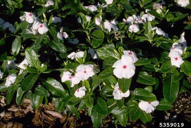 periwinkle, Vinca spp.  (Gentianales: Apocynaceae) - 5359019