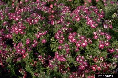 phlox, Phlox spp.  (Solanales: Polemoniaceae) - 5359027