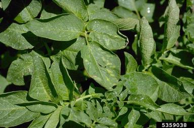 heat (  ) on potato (Solanum tuberosum ) - 5359038