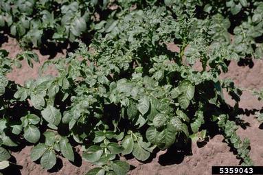 clopyralid (  ) on potato (Solanum tuberosum ) - 5359043