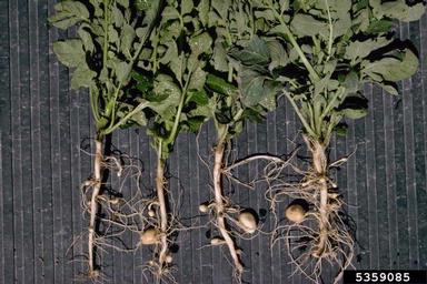 potato, Solanum tuberosum  (Solanales: Solanaceae) - 5359085