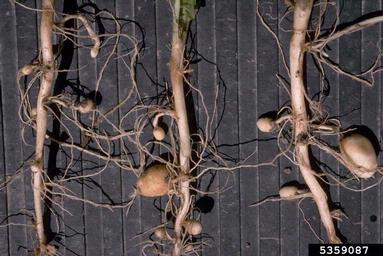 potato, Solanum tuberosum  (Solanales: Solanaceae) - 5359087