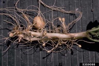 potato, Solanum tuberosum  (Solanales: Solanaceae) - 5359088