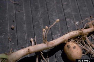 potato, Solanum tuberosum  (Solanales: Solanaceae) - 5359090