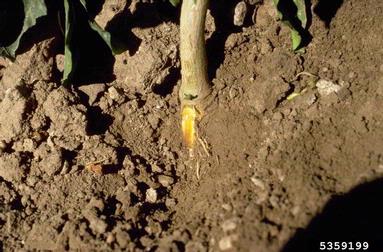Phytophthora blight (Phytophthora capsici ) on pepper (Capsicum spp. ) - 5359199