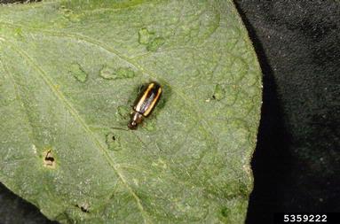 palestriped flea beetle (Systena blanda ) on common bean (Phaseolus vulgaris ) - 5359222
