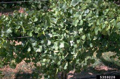 wine grape, Vitis vinifera  (Rhamnales: Vitaceae) - 5359228
