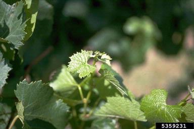 wine grape, Vitis vinifera  (Rhamnales: Vitaceae) - 5359231