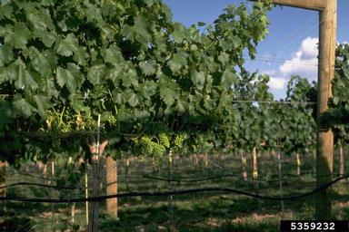 wine grape, Vitis vinifera  (Rhamnales: Vitaceae) - 5359232
