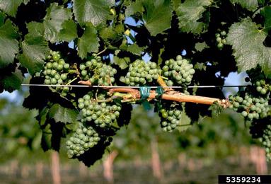 wine grape, Vitis vinifera  (Rhamnales: Vitaceae) - 5359234