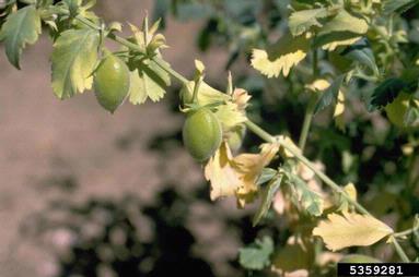 chickpea, Cicer arietinum  (Fabales: Fabaceae (Leguminosae)) - 5359281
