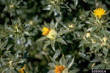 safflower, Carthamus tinctorius  (Asterales: Asteraceae) - 5359314