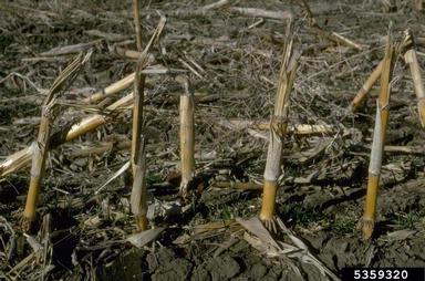 corn, Zea mays  (Cyperales: Poaceae) - 5359320