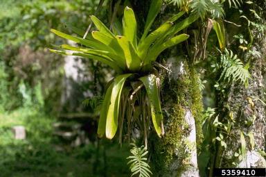 bromeliads,    (Bromeliales: Bromeliaceae) - 5359410