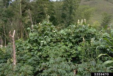 hyacinth-bean, Lablab purpureus ssp. purpureus (Fabales: Fabaceae (Leguminosae)) - 5359470