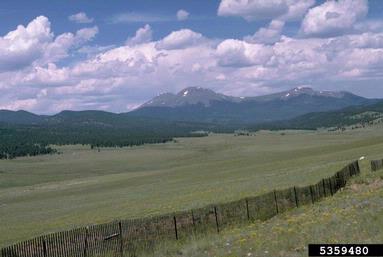meadow,    - 5359480