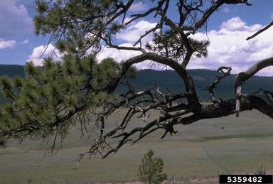 pine, Pinus spp.  (Pinales: Pinaceae) - 5359482