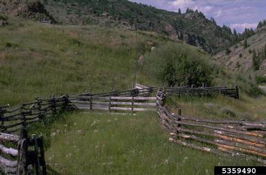 corral,    - 5359490