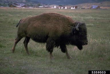 American bison, Bison bison  (Artiodactyla: Bovidae) - 5359503