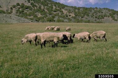 sheep, Ovis aries  (Artiodactyla: Bovidae) - 5359505