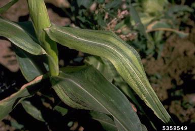 High Plains Virus (Uncharacterised virus HPV ) on corn (Zea mays ) - 5359549