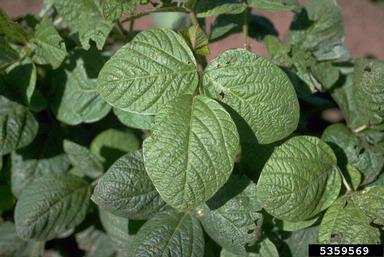 potato, Solanum tuberosum  (Solanales: Solanaceae) - 5359569