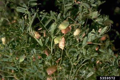 lentil, Lens culinaris  (Fabales: Fabaceae (Leguminosae)) - 5359572