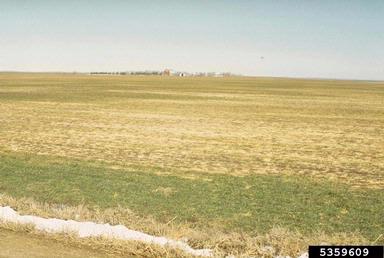 frost and winter injury (general) (  ) on common wheat (Triticum aestivum ) - 5359609