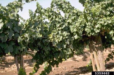 wine grape, Vitis vinifera  (Rhamnales: Vitaceae) - 5359662