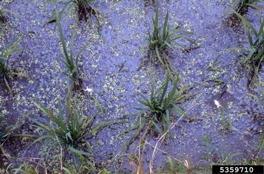 rice, Oryza sativa  (Cyperales: Poaceae) - 5359710