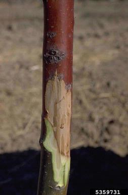 Nectria canker (Nectria galligena ) on apple (Malus domestica ) - 5359731