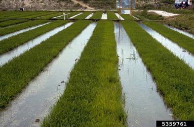 nitrogen deficiency (  ) on rice (Oryza sativa ) - 5359761