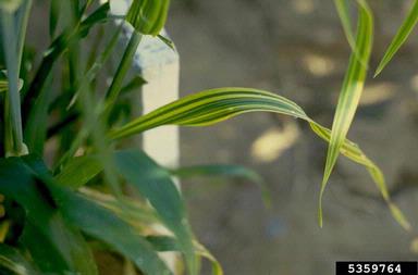 genetic abnormalities (  ) on rice (Oryza sativa ) - 5359764