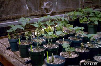 Fusarium wilt (Fusarium oxysporum f.sp. phaseoli) on common bean (Phaseolus vulgaris ) - 5359765
