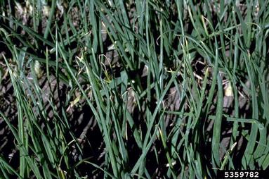 botrytis rot (Botrytis allii ) on garden onion (Allium cepa ) - 5359782