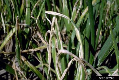 Iris Yellow Spot Virus (Tospovirus IYSV ) on garden onion (Allium cepa ) - 5359796
