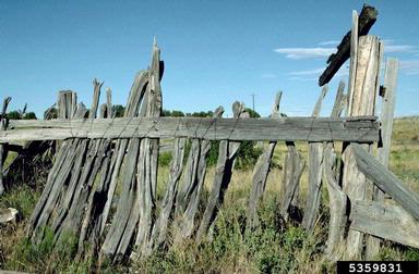 fence,    - 5359831