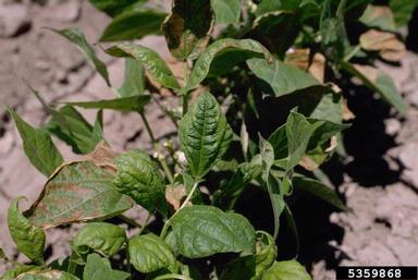 Bean Common Mosaic Virus (Potyvirus BCMV ) on common bean (Phaseolus vulgaris ) - 5359868