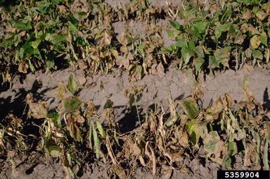 Common bacterial  blight of beans, fuscous blight (Xanthomonas axonopodis pv. phaseoli) on common bean (Phaseolus vulgaris ) - 5359904