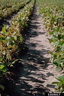 Common bacterial  blight of beans, fuscous blight (Xanthomonas axonopodis pv. phaseoli) on common bean (Phaseolus vulgaris ) - 5359917