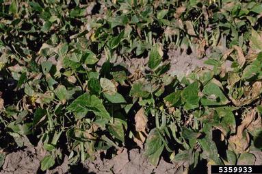 Common bacterial  blight of beans, fuscous blight (Xanthomonas axonopodis pv. phaseoli) on common bean (Phaseolus vulgaris ) - 5359933
