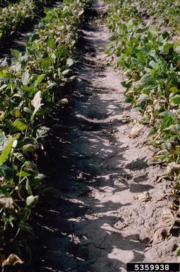 Common bacterial  blight of beans, fuscous blight (Xanthomonas axonopodis pv. phaseoli) on common bean (Phaseolus vulgaris ) - 5359938
